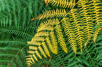 Combinaison de couleurs