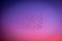 Vlucht vogels in gekleurde avondlucht