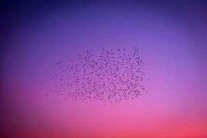 Flight of birds in coloured evening sky