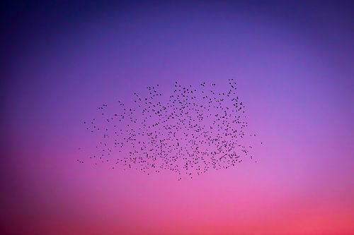 Vlucht vogels in gekleurde avondlucht