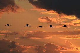 Kraniche im Sonnenuntergang Zingst Ostsee Deutschland von Frank Fichtmüller