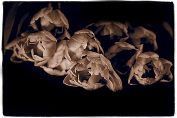 Tulpen in Sepia von Pictures by Van Haestregt