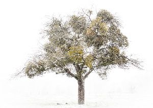 Winterbaum mit Mistelzweig von Guido Rooseleer