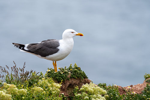 Lesser Black-Backed Gull Standing on Coastal Cliff