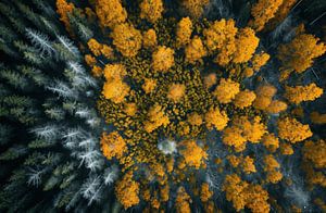 Herbstwald von oben