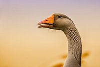 De  Grauwe gans in de Brabantse Biesbosch