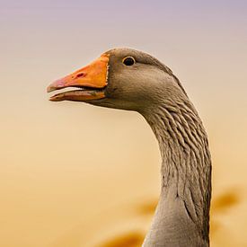 The Graylag goose in the sunset light sur noeky1980 photography