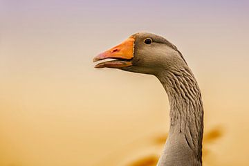 The Graylag goose in the sunset light