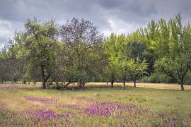 Een rustige weide met wilde bloemen en bomen onder een bewolkte hemel van PhotoCluster