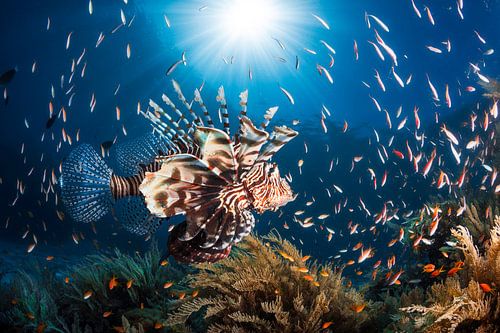 Lionfish by Barathieu Gabriel