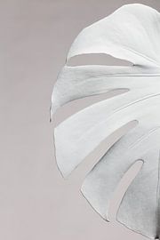 Monstera White 05 by Pictufy Studio III