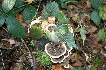 paddenstoel tussen de bramenstruik