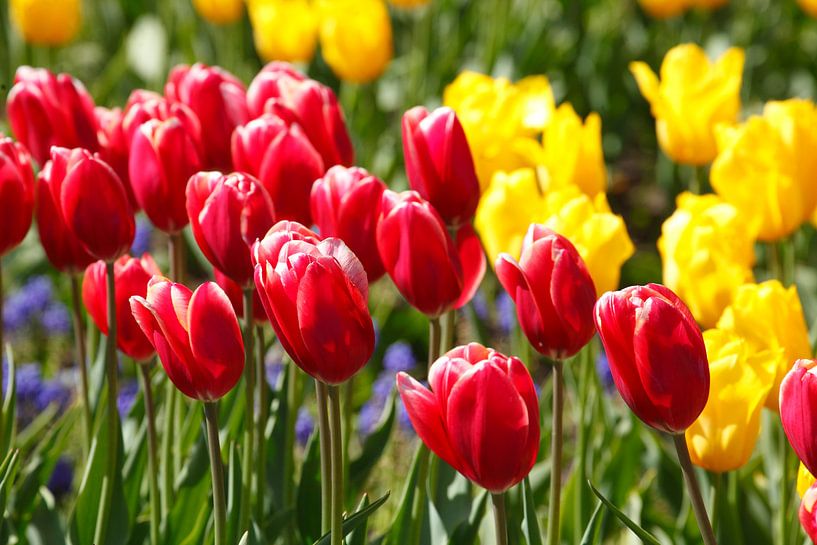 Tulips by Torsten Krüger