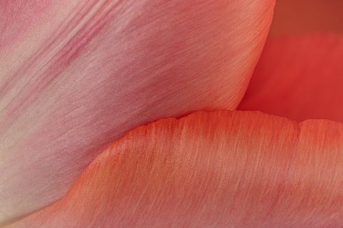 Warm, colourful tenderness: the petals of a tulip by Marjolijn van den Berg