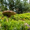 Un beau gros plan d'un champignon dans la forêt sur Roosmarijn Jongstra
