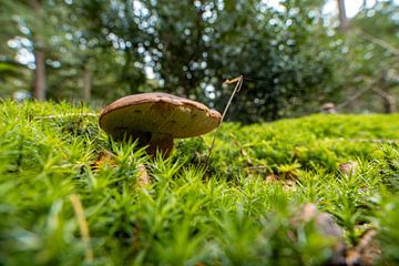 Een prachtig close-up van een paddenstoel in het bos van Roosmarijn Jongstra
