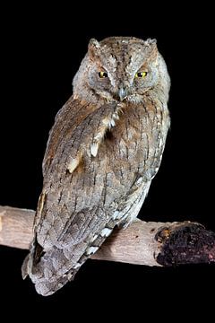 Eurasian Scops Owl (Otus scops) sur AGAMI Photo Agency