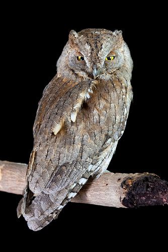 Eurasian Scops Owl (Otus scops)