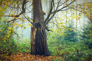 Magischer Kastanienbaum