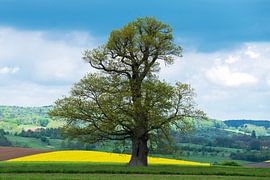 Die Russeneiche im Odenwald von Flatfield