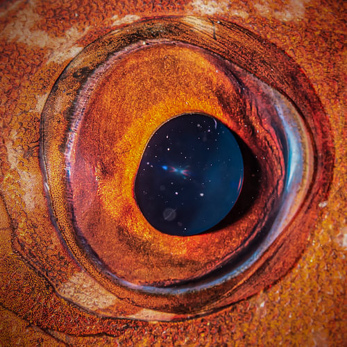 Auge in Auge mit einem Fisch