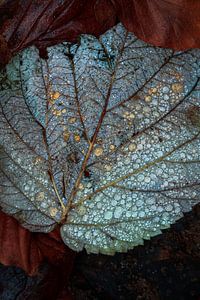 Detail eines Blattes mit Tropfen im Herbst.