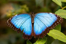 Blue Morpho butterfly by Gregor Zieba