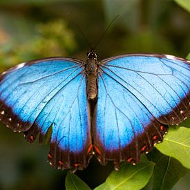 Blauwe Morpho vlinder van Gregor Zieba