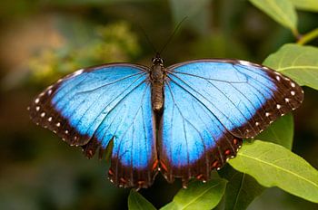 Blue Morpho butterfly