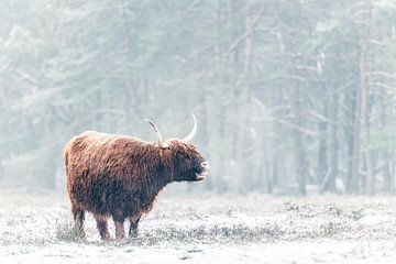 Portret van een Schotse Hooglander in de sneeuw