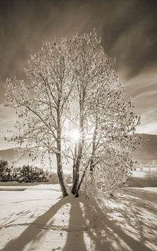 Un arbre d'hiver au soleil sur Christa Kramer