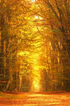 Chemin à travers une forêt de hêtres à l'automne sur Sjoerd van der Wal Photographie
