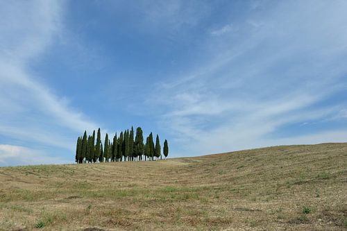 Verlaten Cipres bomengroep in  Val d'Orcia