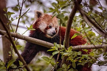 Roter Panda von Rob Boon