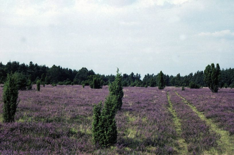 Wacholderheide par Joachim Serger