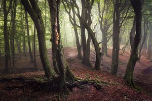 Magic in the forest sur Edwin Mooijaart