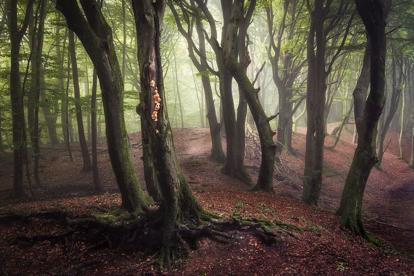 Magie in het bos von Edwin Mooijaart