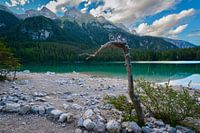 Old tree Lago di Tovel Dolomites Italy