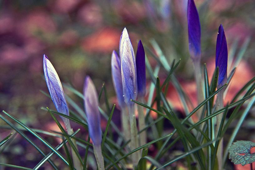 Elegant harbingers of spring by Silva Wischeropp
