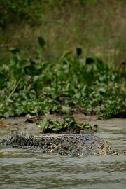 Unter der Oberfläche - Die Kraft des Flussbewohners