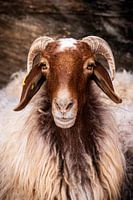 Schapen van de Wadi Rum