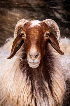 Moutons du Wadi Rum sur Patricia Van Roosmalen