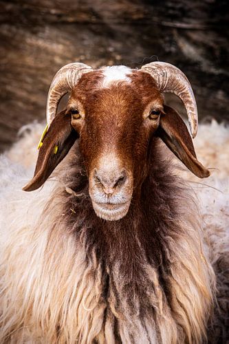 Sheep of the Wadi Rum by Patricia Van Roosmalen