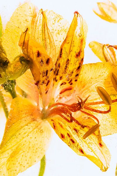 Gelbe Alstroemeria in Eis 1 von Marc Heiligenstein