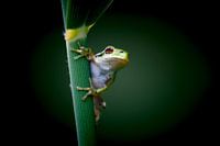Tree frog in vignette.