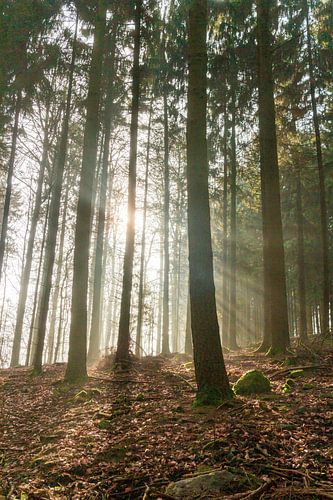 Bos in het ochtendlicht