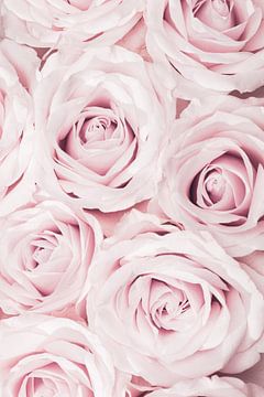 Pink Roses No 02, 1x Studio III by 1x