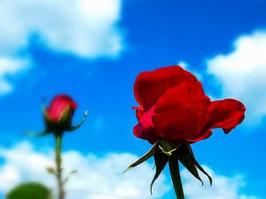 Red roses von brava64 - Gabi Hampe