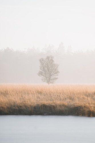 Tree, water, grass, forest and sky in enchanted light on the Duurswouder Heide