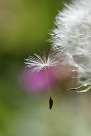 fluff by Erik Buitenhuis